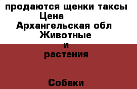 продаются щенки таксы › Цена ­ 3 500 - Архангельская обл. Животные и растения » Собаки   